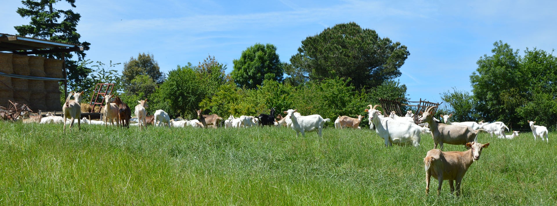 Coopérative producteurs de lait de vache et chèvre fermier Sèvre & Belle