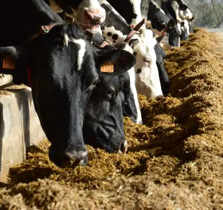 Production laitière France responsable avec Sèvre & Belle